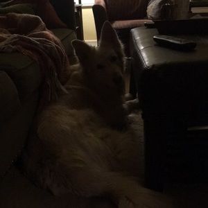 Meet your Posher, Delilah